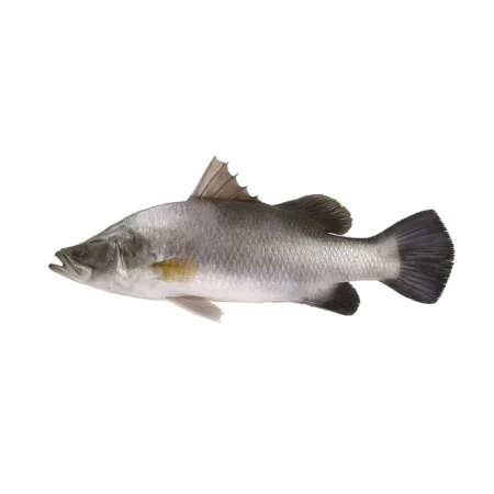 Ikan Siakap - Barramundi (15Kg)