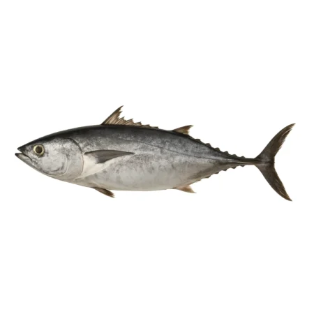 Ikan Tongkol - Tuna (10Kg)