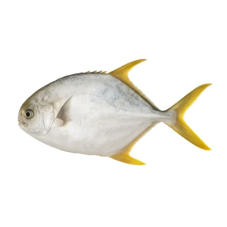 Ikan Bawal Emas - Golden Pomfret (15Kg)