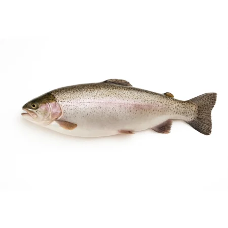 Ikan Salmon Trout- Salmon Trout (±22Kg)