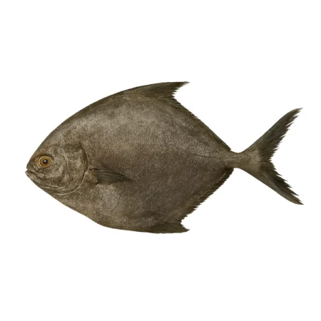 Ikan Bawal Hitam - Black Pomfret (10Kg)