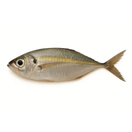 Ikan Mata Besar - Bigeye Scad (10Kg)
