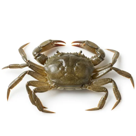 Ketam Kulit Lembut - Soft Shell Crab (15Kg)