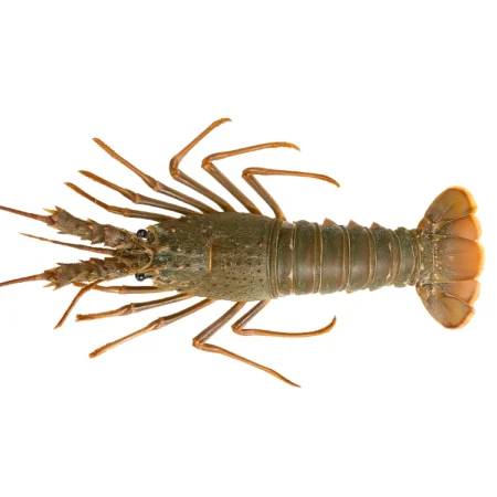 Lobster - Lobster (15Kg)