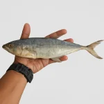 Ikan Masin Tenggiri - Sedang (10Kg)